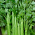 Celery Bitters Recipe