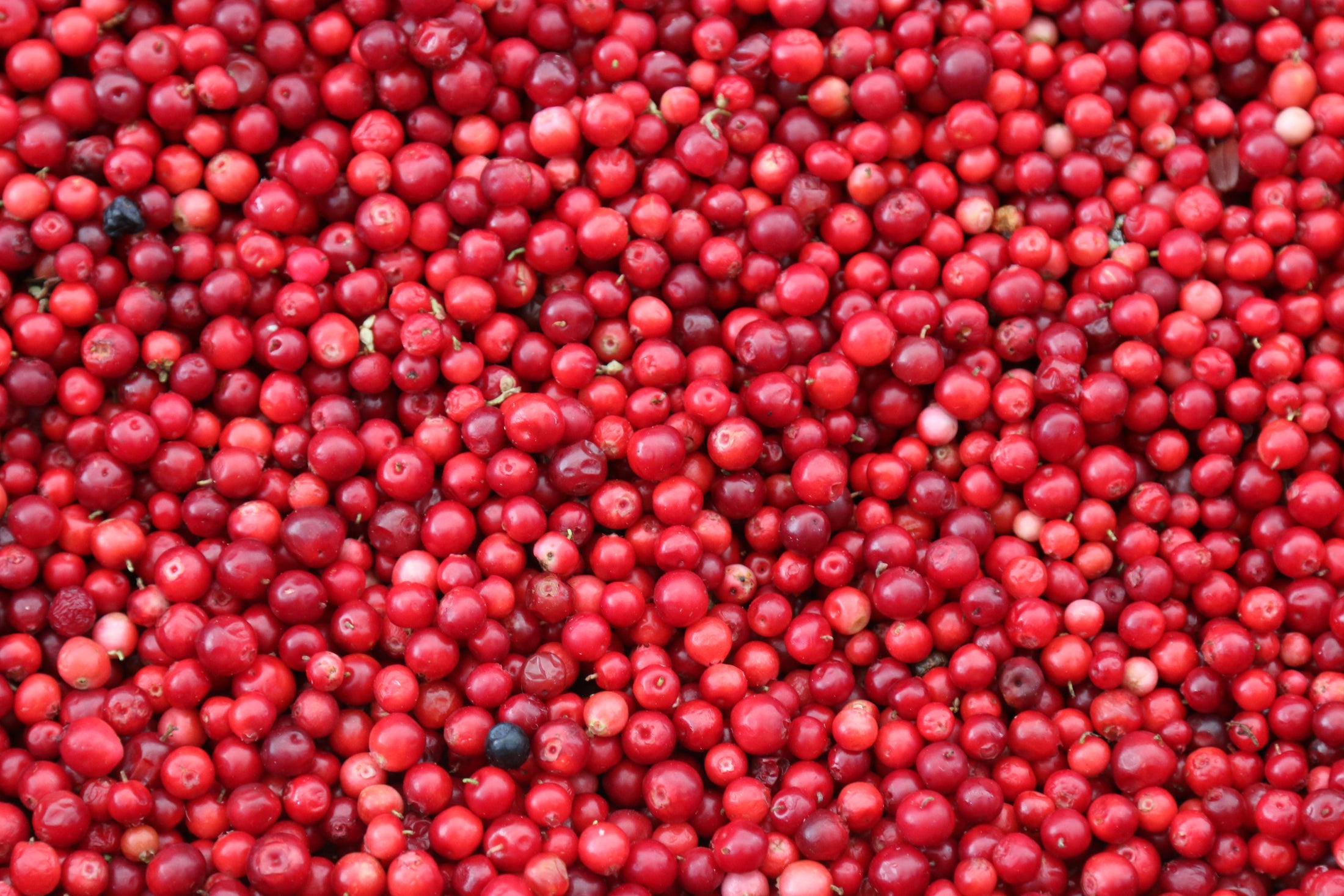 Cranberry-Honey Simple Syrup