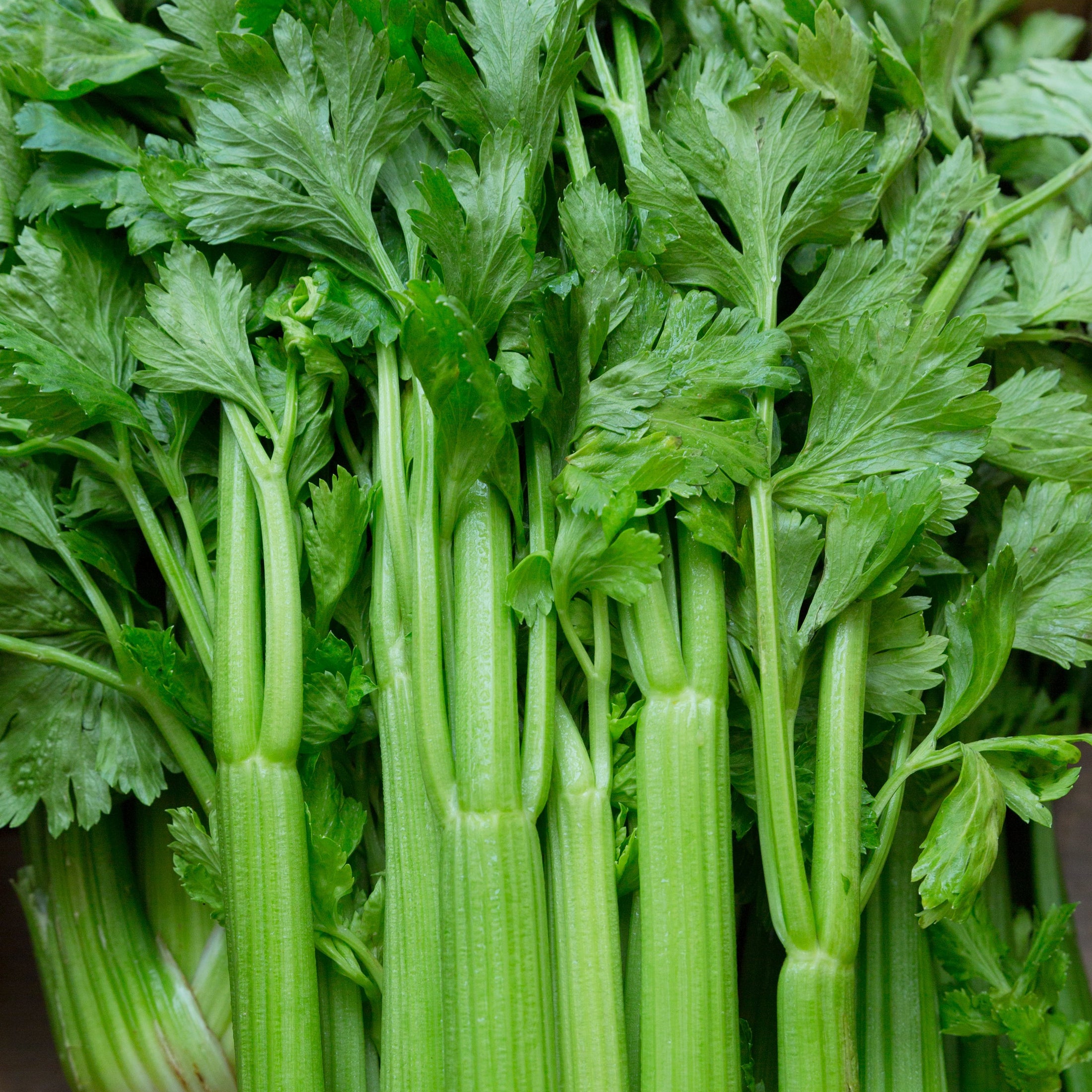 Celery Bitters Recipe