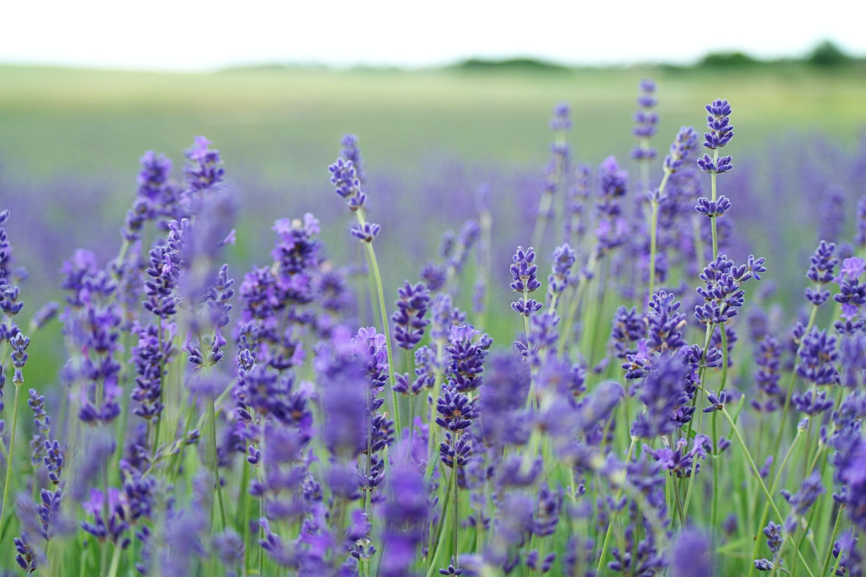 Lavender Simple Syrup Recipe