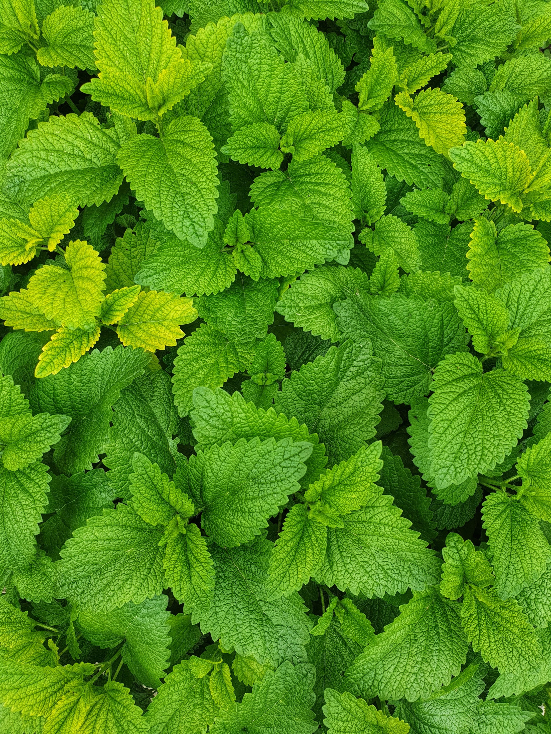 Mint Simple Syrup Recipe