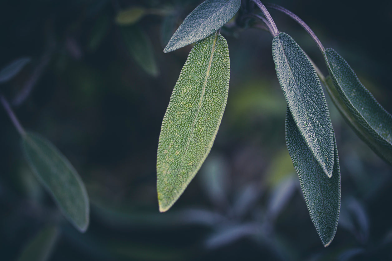 Sage Simple Syrup Recipe